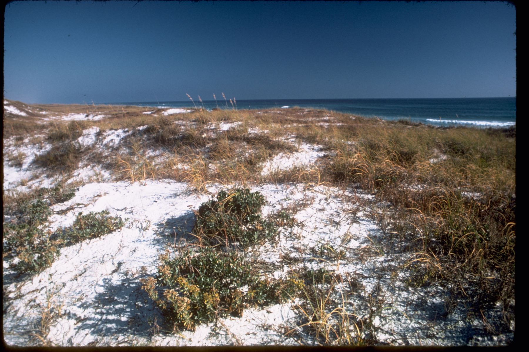 Dune grass beside a Gulf shoreline